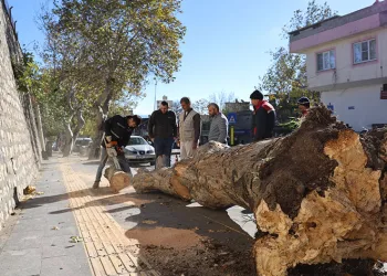 Rüzgar ağaçları kökünden söktü