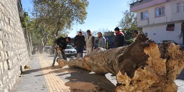 Rüzgar ağaçları kökünden söktü