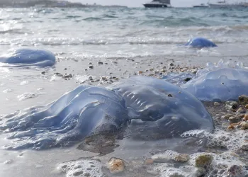 Foça kıyılarını denizanası kaplandı