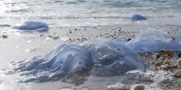 Foça kıyılarını denizanası kaplandı