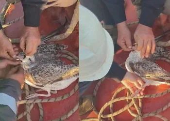 Ağa dolanan martıyı balıkçılar kurtardı