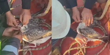 Ağa dolanan martıyı balıkçılar kurtardı