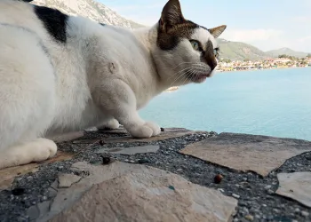 Gökova Körfezinin en şanslı hayvanları