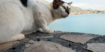 Gökova Körfezinin en şanslı hayvanları