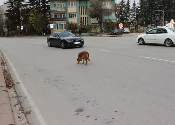 Yol ortasındaki köpek sürücülere zor anlar yaşattı