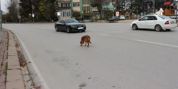 Yol ortasındaki köpek sürücülere zor anlar yaşattı