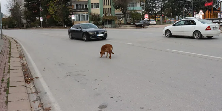Yol ortasındaki köpek sürücülere zor anlar yaşattı