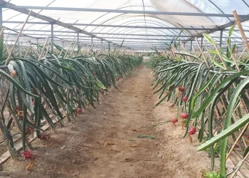 Küresel ısınma Aydın’da fırsata dönüşüyor