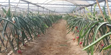 Küresel ısınma Aydın’da fırsata dönüşüyor