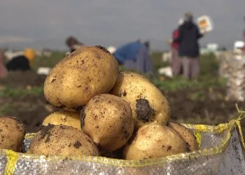Muşlu kadınların patates hasadı mesaisi