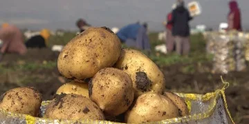 Muşlu kadınların patates hasadı mesaisi