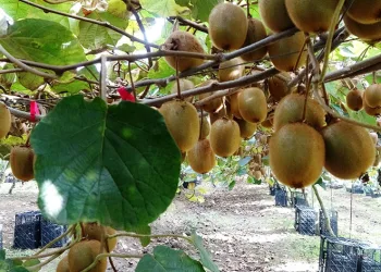 Samsun’da kivi hasadı