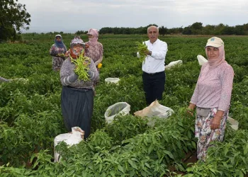 300 kişiye direk iş imkanı sunacak