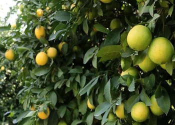 Limon dalında kaldı