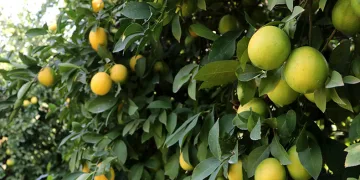 Limon dalında kaldı