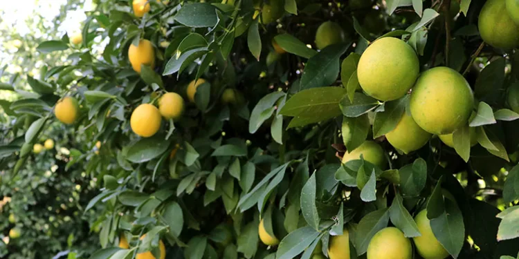 Limon dalında kaldı
