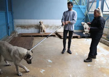 Sokak köpeklerinden korunma tüyoları