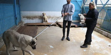 Sokak köpeklerinden korunma tüyoları