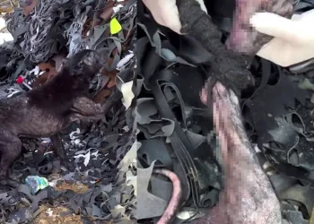 Ayağına lastik dolanan köpeğin yardımına hayvanseverler yetişti