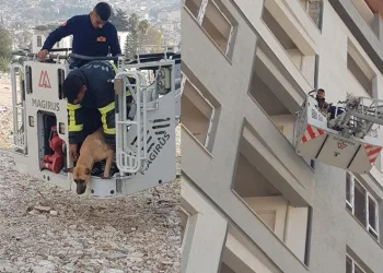 Hasarlı binada mahsur kalan köpek kurtarıldı