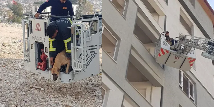 Hasarlı binada mahsur kalan köpek kurtarıldı