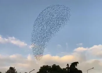 Sığırcıkların gökyüzündeki dansı hayran bıraktı
