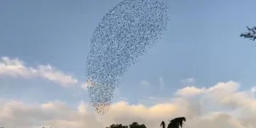 Sığırcıkların gökyüzündeki dansı hayran bıraktı
