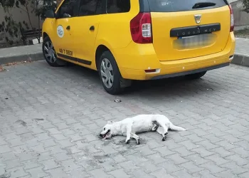 Milas’ta köpeğin zehirlendiği iddiası