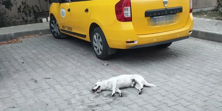 Milas’ta köpeğin zehirlendiği iddiası