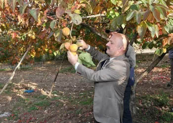 Gölbaşı ilçesinde hurma hasadı başladı
