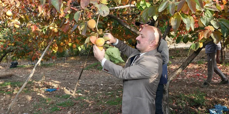 Gölbaşı ilçesinde hurma hasadı başladı