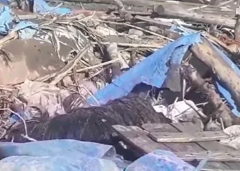 Sağanak yağışta ağıl çöktü