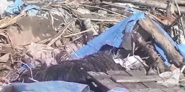 Sağanak yağışta ağıl çöktü