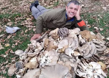 İstiridye mantarları görenleri şaşırttı