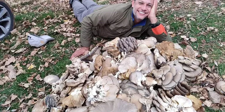 İstiridye mantarları görenleri şaşırttı