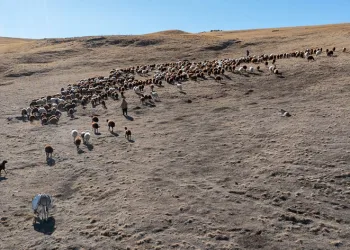 Küçükbaş hayvan üreticilerine kredi desteği