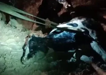 Su kanalına düşen inek kurtarıldı
