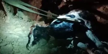 Su kanalına düşen inek kurtarıldı