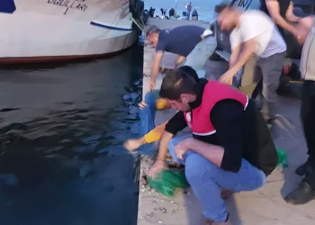 Bursa’da kaçak avlanan kum şırlanları denize bırakıldı