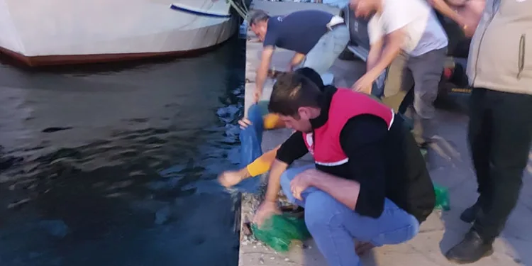 Bursa’da kaçak avlanan kum şırlanları denize bırakıldı