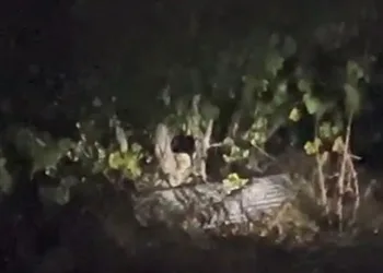 Köyde çıktıkları ağaçta incir yiyen ayılar kamerada