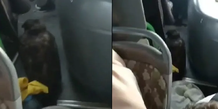 Dolmuşta yırtıcı kuşla yolculuk yaptılar