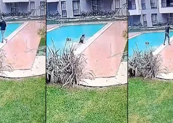 Kurye iş kazası sonucu sitenin havuzuna düştü