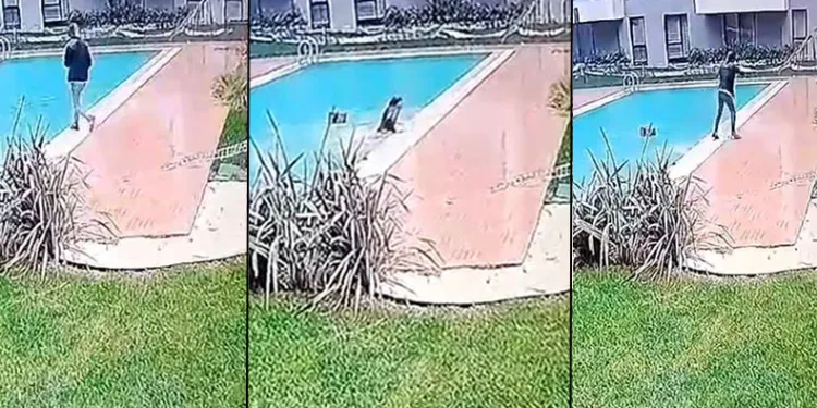 Kurye iş kazası sonucu sitenin havuzuna düştü