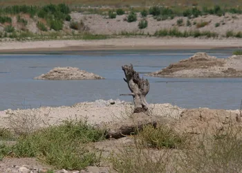 Su kıtlığına yapay zekalı önlem