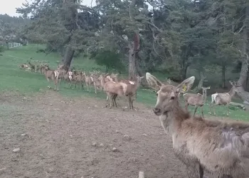 12 kızıl geyik üretilerek doğaya salındı