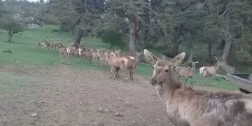 12 kızıl geyik üretilerek doğaya salındı