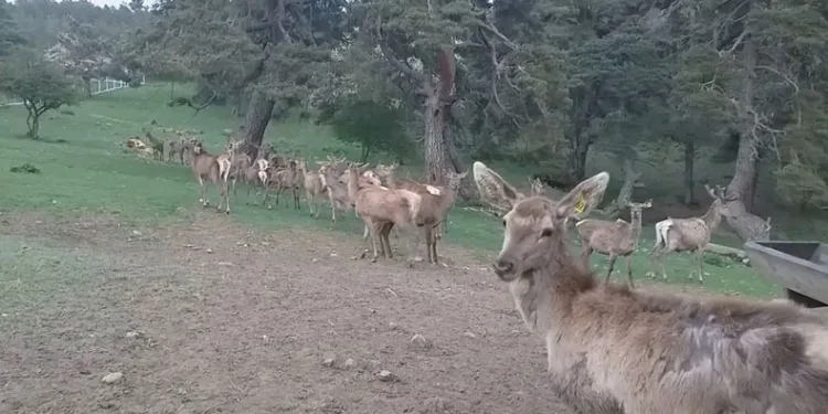 12 kızıl geyik üretilerek doğaya salındı