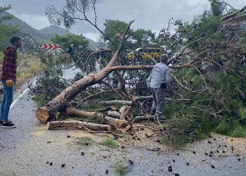 Devrilen ağaç yolu ulaşıma kapattı