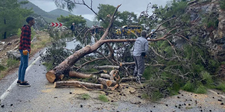 Devrilen ağaç yolu ulaşıma kapattı